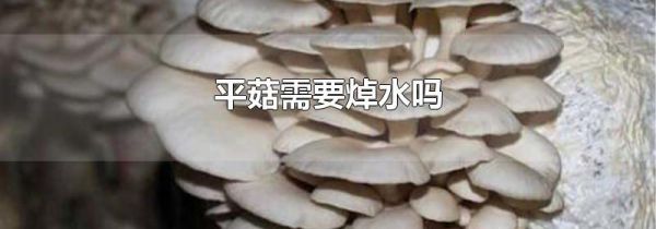 平菇需要焯水吗