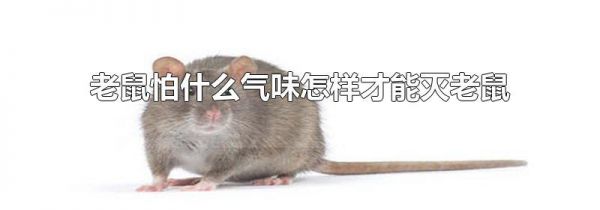 老鼠怕什么气味怎样才能灭老鼠