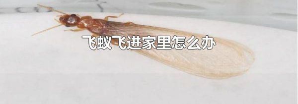 飞蚁飞进家里怎么办