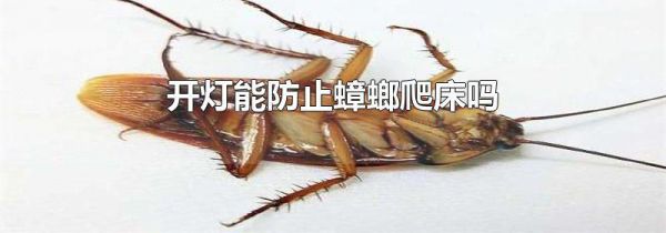 开灯能防止蟑螂爬床吗