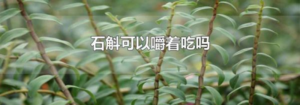 石斛可以嚼着吃吗