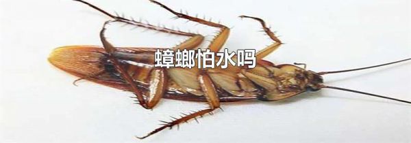 蟑螂怕水吗