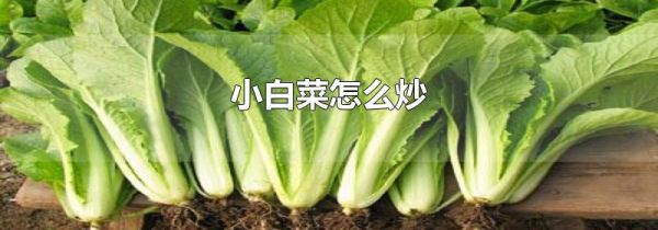 小白菜怎么炒