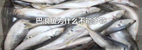 巴浪鱼为什么不能多吃