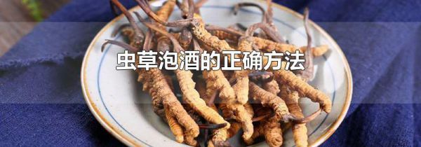 虫草泡酒的正确方法