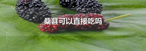 桑葚可以直接吃吗