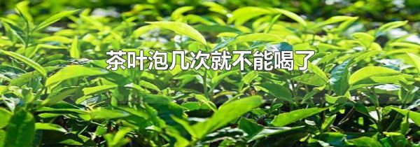 茶叶泡几次就不能喝了