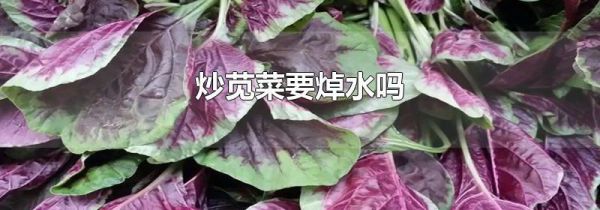 炒苋菜要焯水吗