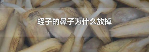蛏子的鼻子为什么放掉