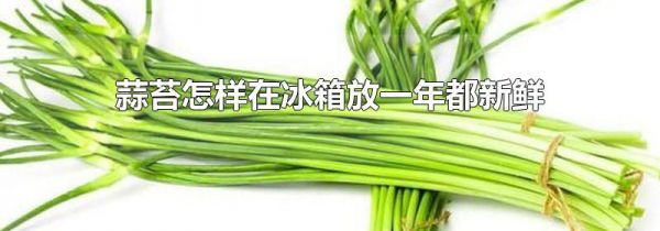 蒜苔怎样在冰箱放一年都新鲜