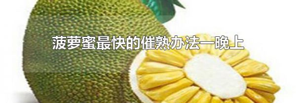菠萝蜜最快的催熟办法一晚上