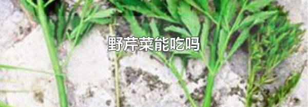野芹菜能吃吗