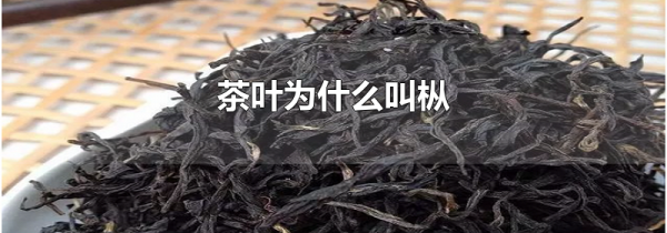 茶叶为什么叫枞