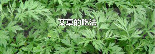艾草的吃法