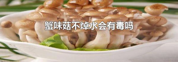 蟹味菇不焯水会有毒吗