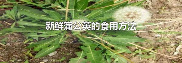 新鲜蒲公英的食用方法
