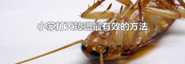 小苏打灭蟑螂最有效的方法