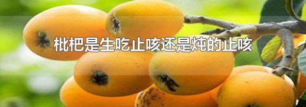 枇杷是生吃止咳还是炖的止咳