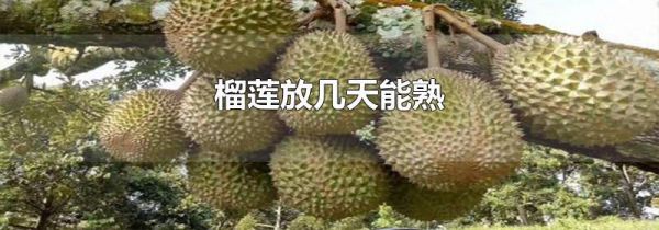 榴莲放几天能熟