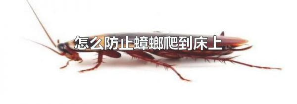 怎么防止蟑螂爬到床上