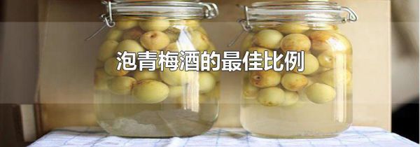泡青梅酒的最佳比例