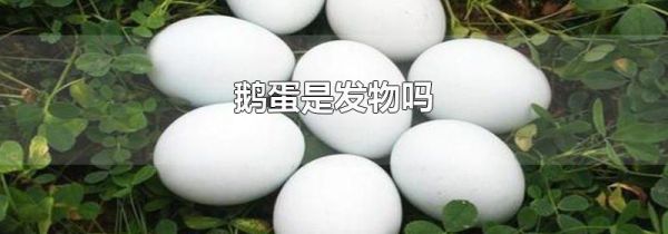 鹅蛋是发物吗