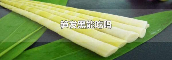 笋发黑能吃吗
