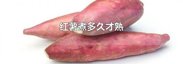 红薯煮多久才熟