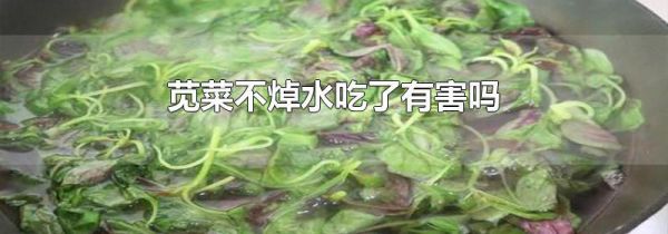 苋菜不焯水吃了有害吗