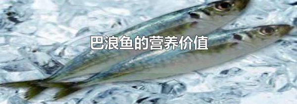 巴浪鱼的营养价值