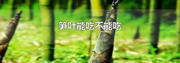 笋叶能吃不能吃