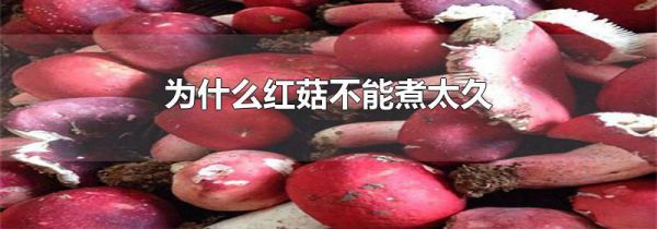 为什么红菇不能煮太久