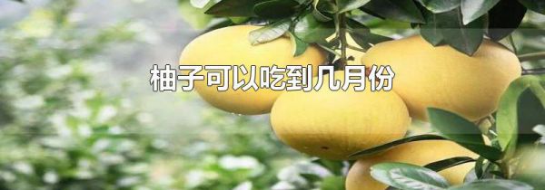 柚子可以吃到几月份