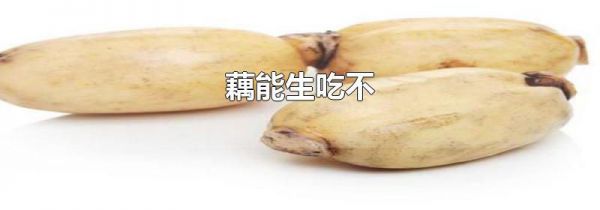 藕能生吃不