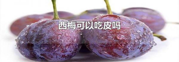 西梅可以吃皮吗