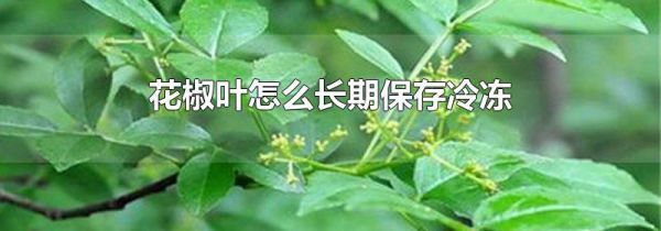 花椒叶怎么长期保存冷冻