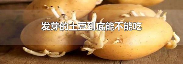 发芽的土豆到底能不能吃