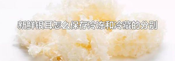 新鲜银耳怎么保存冷冻和冷藏的分别