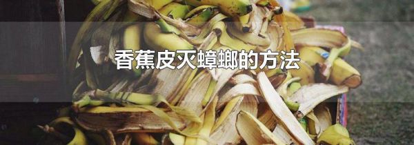 香蕉皮灭蟑螂的方法