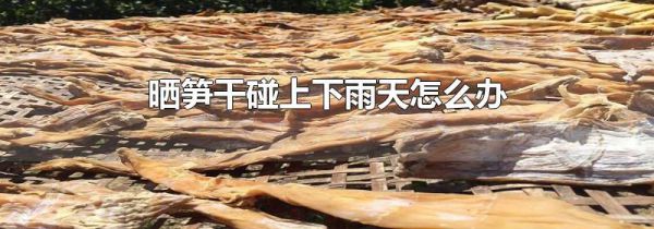 晒笋干碰上下雨天怎么办