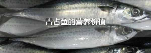 青占鱼的营养价值