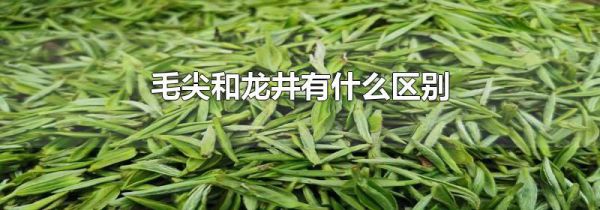毛尖和龙井有什么区别