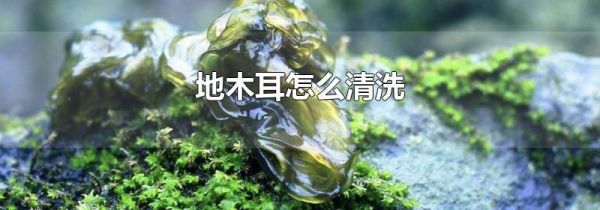 地木耳怎么清洗