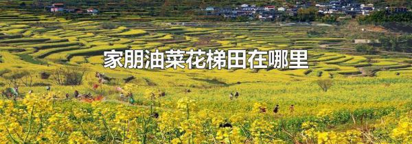 家朋油菜花梯田在哪里