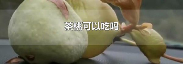 茶桃可以吃吗