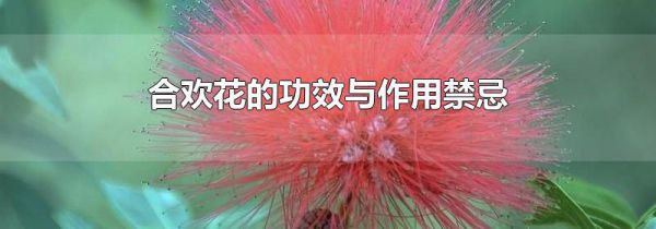 合欢花的功效与作用禁忌