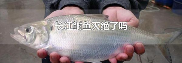 长江鲥鱼灭绝了吗