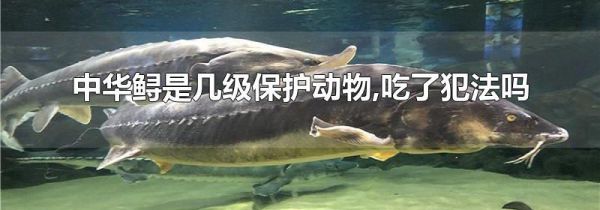 中华鲟是几级保护动物,吃了犯法吗