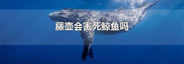 藤壶会害死鲸鱼吗