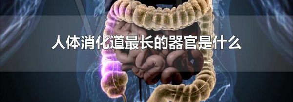人体消化道最长的器官是什么